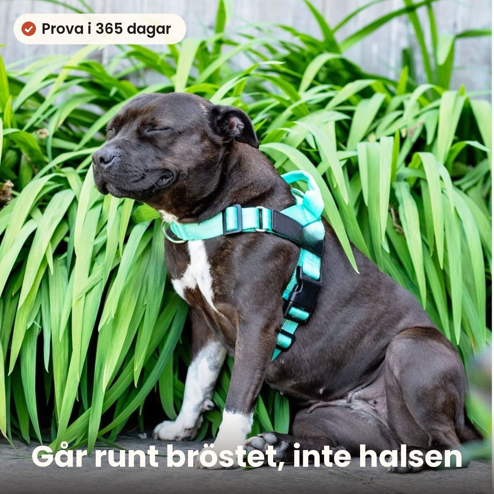 Varför hunden drar
