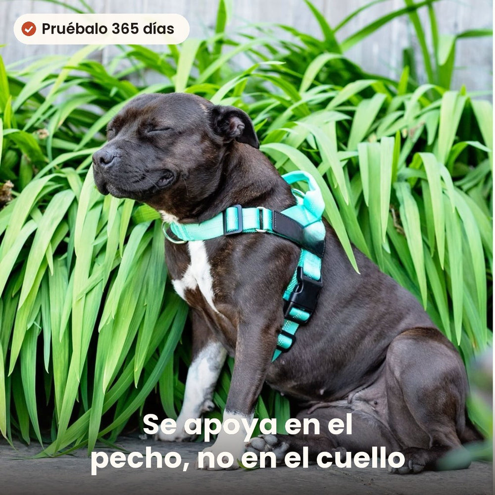 Por qué tira tu perro