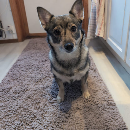 Kundbild: hund på Tassmattan i hallen