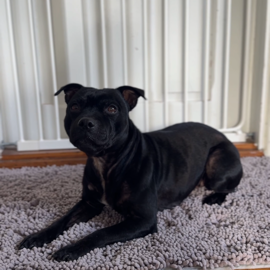Hund ligger på Tassmattan