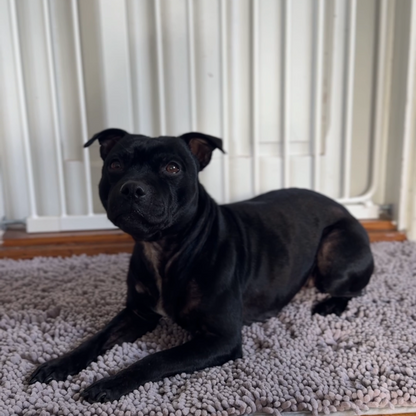 Hund ligger på Tassmattan