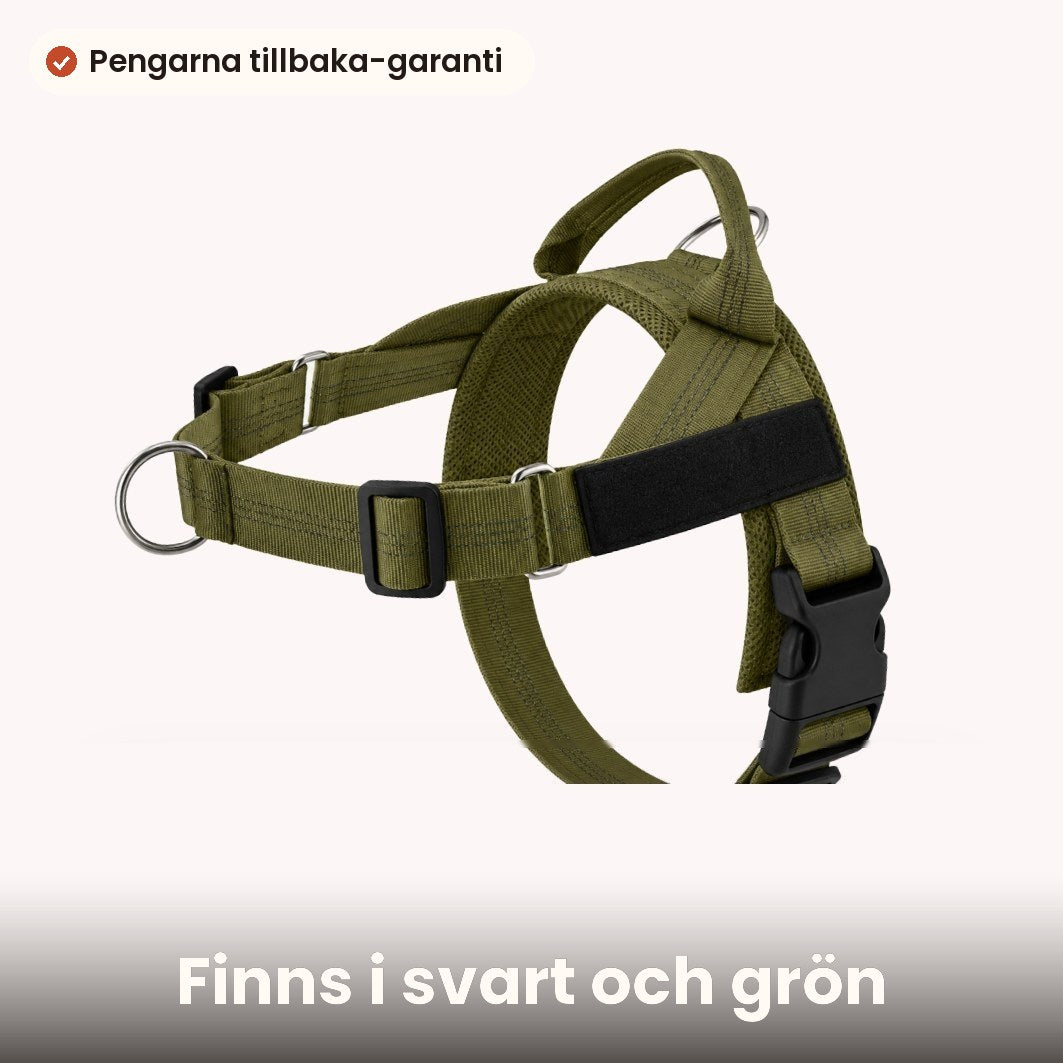 Morgonrundan, skogen, stan